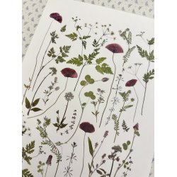 A3, Nr 3 (Valmuer og andet vildt)