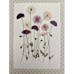 A3, Nr 8 ( Valmuer fra Bredehave kiosk)