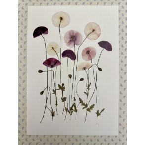 A3, Nr 8 ( Valmuer fra Bredehave kiosk)