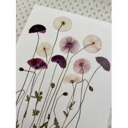 A3, Nr 8 ( Valmuer fra Bredehave kiosk)