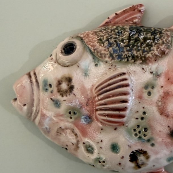 Trigger fish