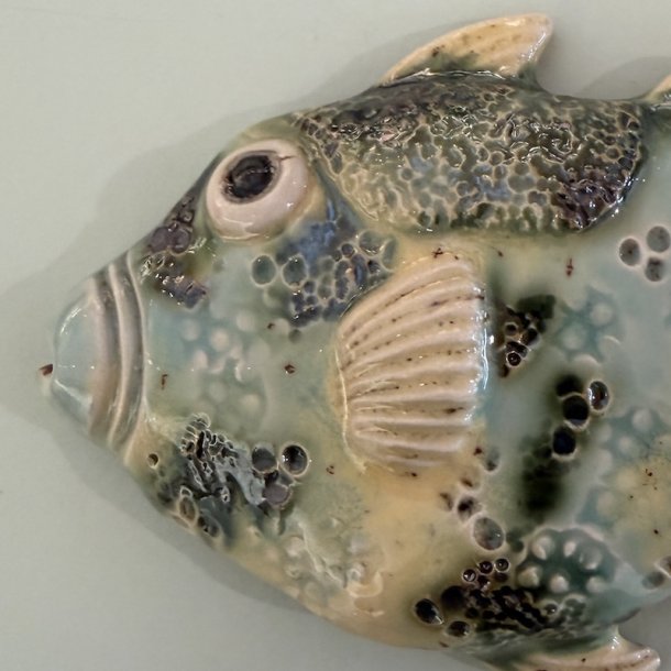 Trigger fish