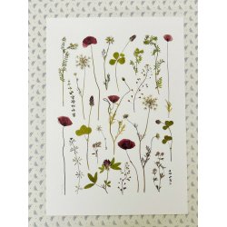 A3, Nr 1 (Valmue symfoni)