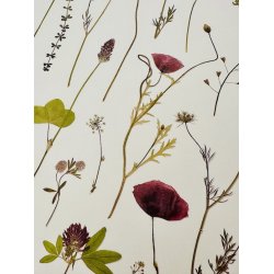 A3, Nr 1 (Valmue symfoni)