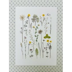 A3, Nr 2 (Gul sommereng)