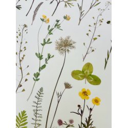 A3, Nr 2 (Gul sommereng)