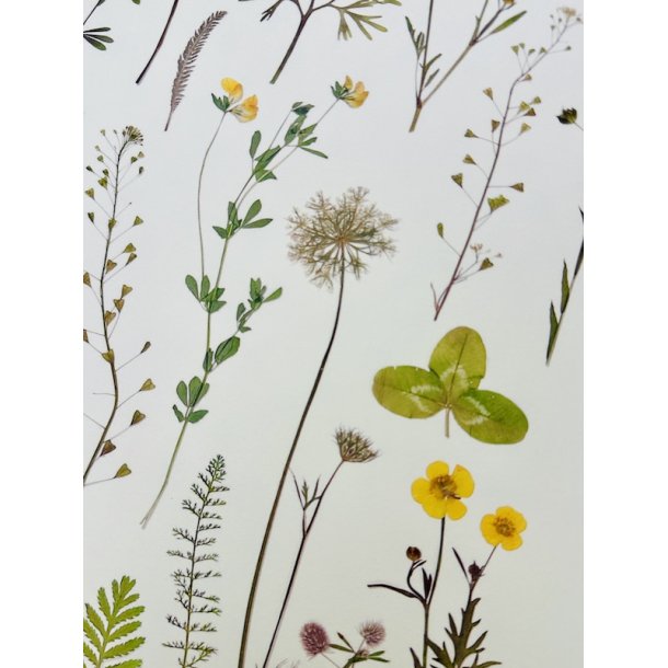 A3, Nr 2 (Gul sommereng)