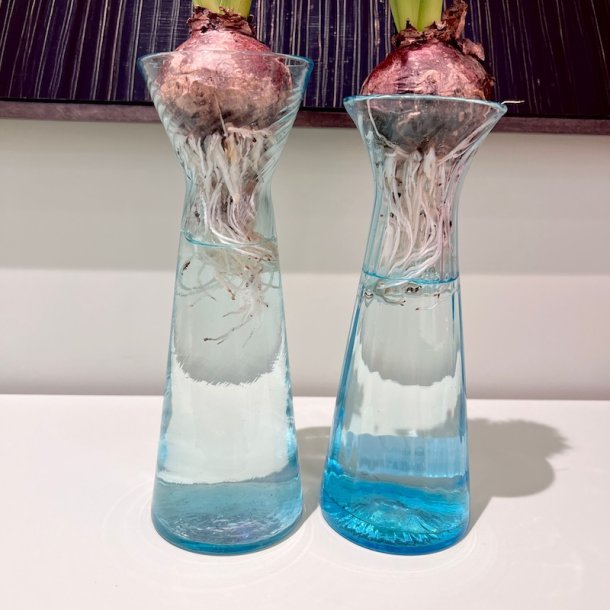 Hyacintglas, aqua